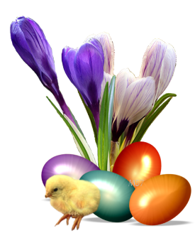 Kurczak przy pisance i tulipanach